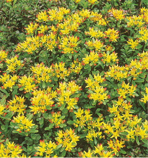 SEDUM WEIHENSTEPHANER GOLD