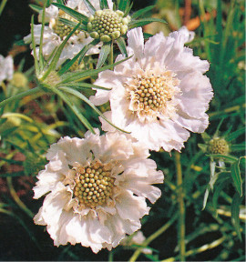 SCABIEUSE DU CAUCASE ALBA