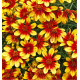COREOPSIS FIREFLY