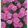 SCABIEUSE PINK MIST