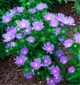 STOKESIA BLUE STAR