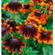 RUDBECKIA NAINE TOTO® RUSTIC