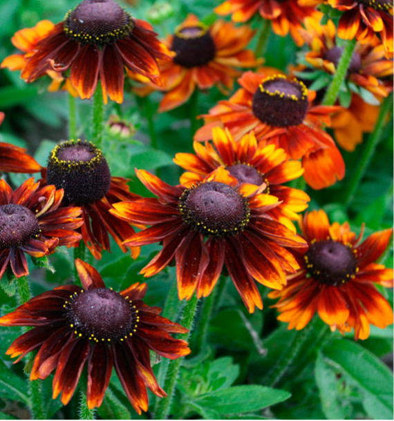 RUDBECKIA NAINE TOTO® RUSTIC