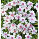 PHLOX CORAL EYE