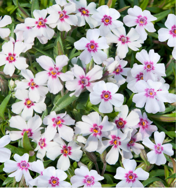 PHLOX CORAL EYE