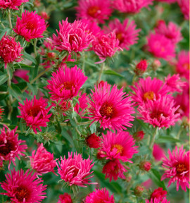 ASTER D’AUTOMNE ROYAL RUBY