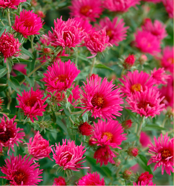 ASTER D’AUTOMNE ROYAL RUBY
