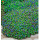 CERATOSTIGMA PLUMBAGINOIDES