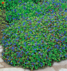 CERATOSTIGMA PLUMBAGINOIDES
