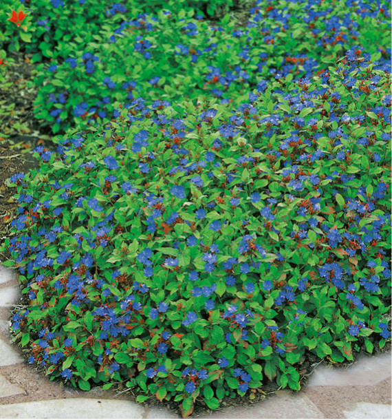 CERATOSTIGMA PLUMBAGINOIDES