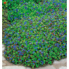 CERATOSTIGMA PLUMBAGINOIDES