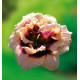 HEMEROCALLE ROSWITHA