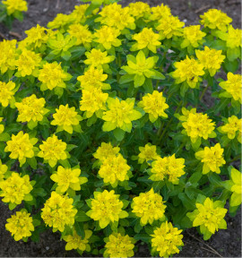 EUPHORBE POLYCHROMA