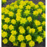 EUPHORBE POLYCHROMA