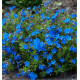 LITHODORA HEAVENLY BLUE