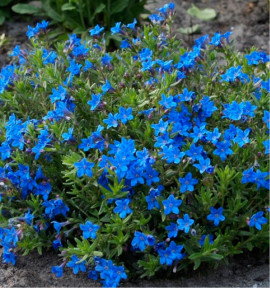 LITHODORA HEAVENLY BLUE