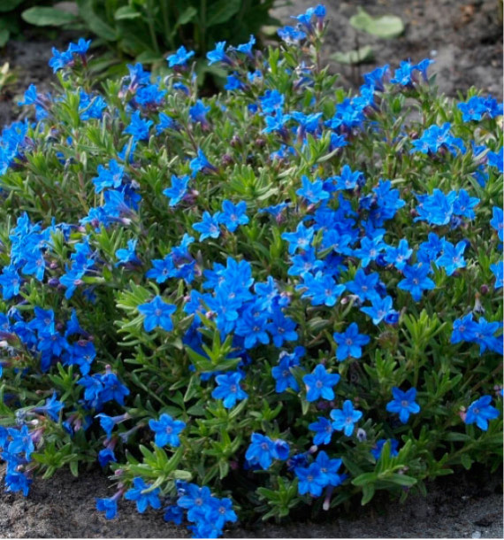 LITHODORA HEAVENLY BLUE
