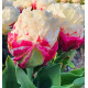 TULIPE A FLEURS DE PIVOINES ICE CREAM