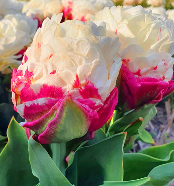 TULIPE A FLEURS DE PIVOINES ICE CREAM
