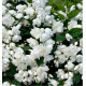 SERINGAT SNOWBELLE