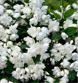 SERINGAT SNOWBELLE