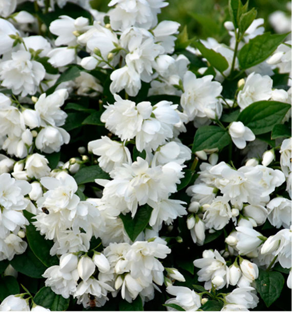 SERINGAT SNOWBELLE