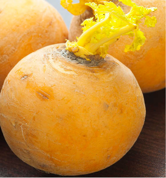 NAVET JAUNE BOULE D’OR