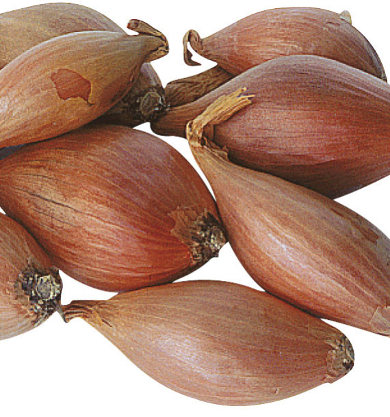 ECHALOTE LONGUE JERMOR