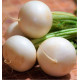 NAVET BLANC PLAT DE HOLLANDE