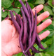 HARICOT A RAMES MANGETOUT COSSE VIOLETTE