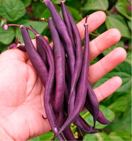 HARICOT À RAMES MANGETOUT COSSE VIOLETTE