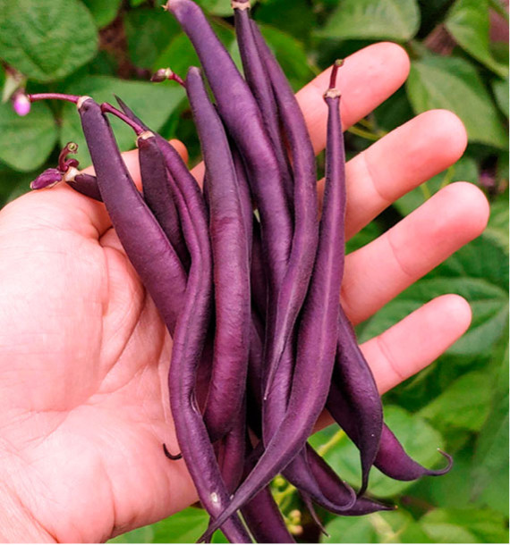 HARICOT A RAMES MANGETOUT COSSE VIOLETTE