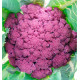 CHOU FLEUR VIOLET DE SICILE