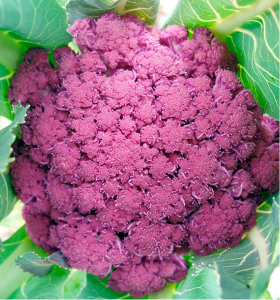 CHOU FLEUR VIOLET DE SICILE
