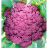 CHOU FLEUR VIOLET DE SICILE