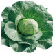 CHOU CABUS TETE DE PIERRE HYBRIDE F1