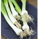 OIGNON TIGE ISHIKURA LONG WHITE