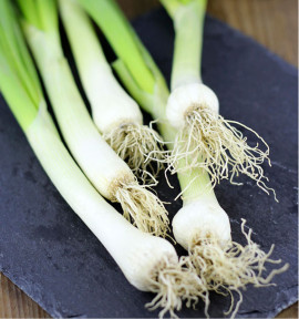 OIGNON TIGE ISHIKURA LONG WHITE