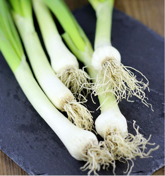 OIGNON TIGE ISHIKURA LONG WHITE