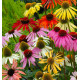 ECHINACEA PARADISO TALL