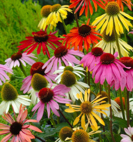 ECHINACEA PARADISO TALL