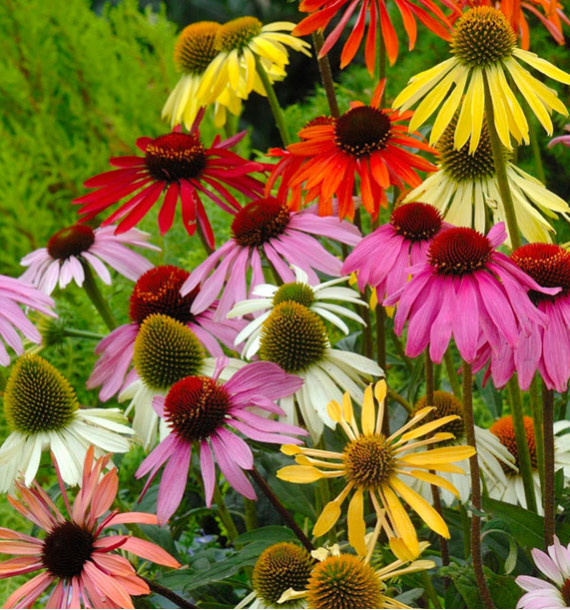 ECHINACEA PARADISO TALL