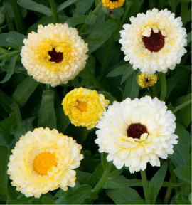 SOUCI DES JARDINS ‘IVORY PRINCESS’