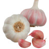 AIL ROSE EDENROSE type Lautrec