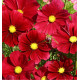 COSMOS RUBENZA