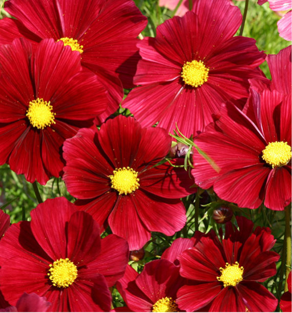 COSMOS RUBENZA