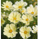 COSMOS XANTHOS