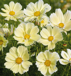 COSMOS XANTHOS