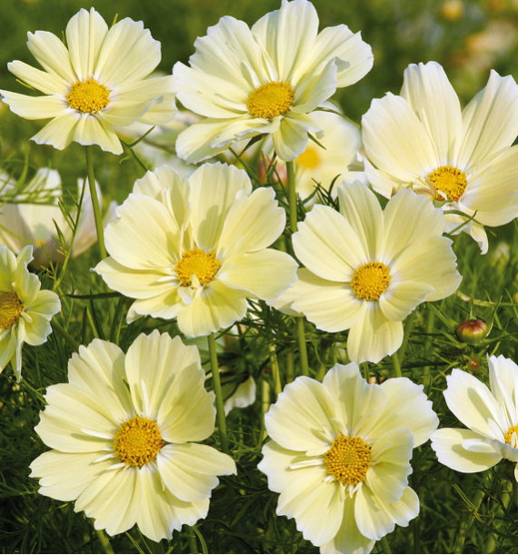 COSMOS XANTHOS