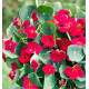 CAPUCINE NAINE BABY ROSE